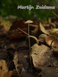 Gladde mycena [Roridomyces roridus]